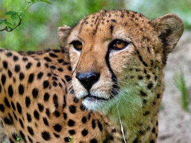 Slaskie zoo Slaskie zoo