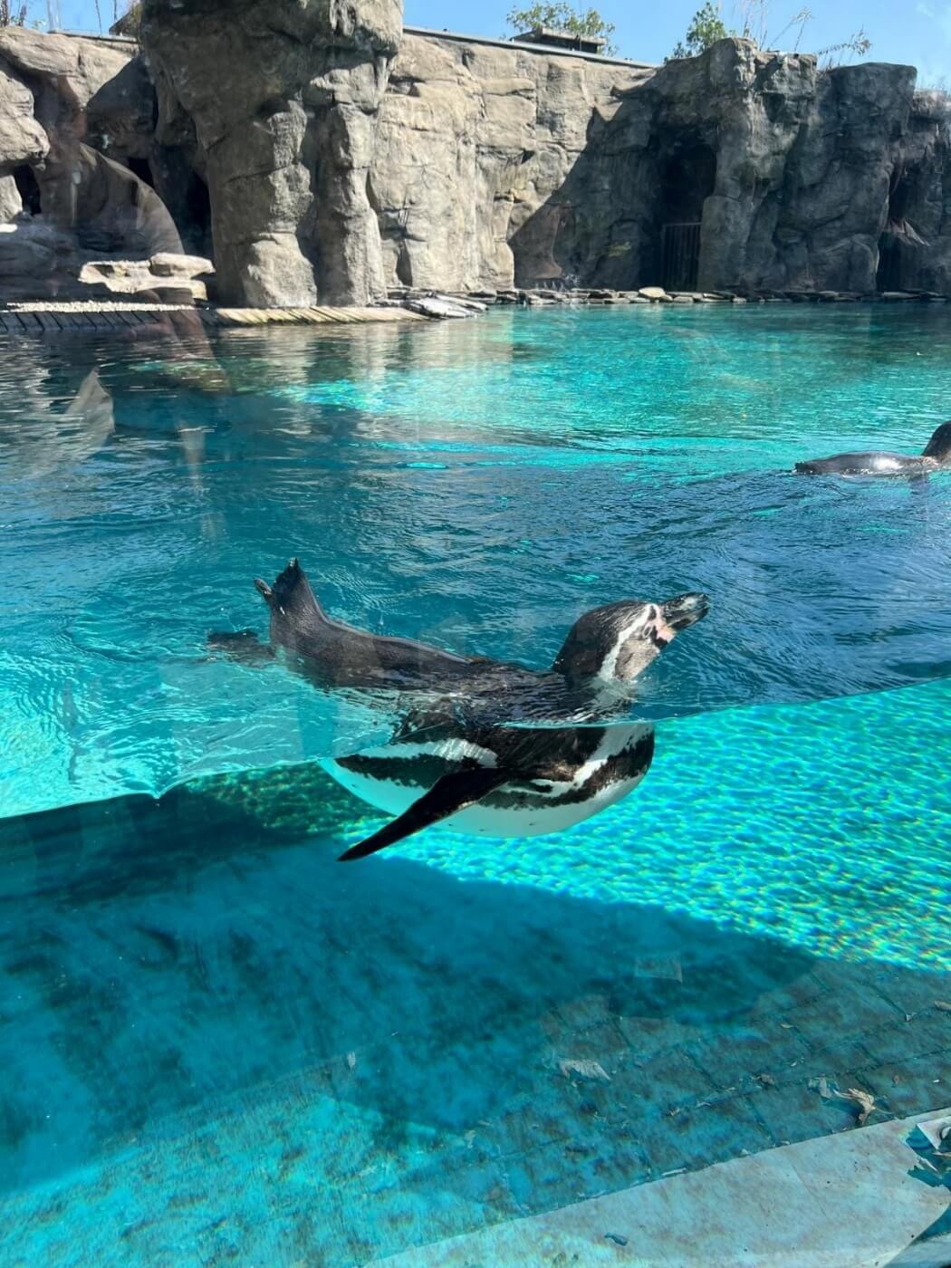 Chorzow zoo pingwiny 2