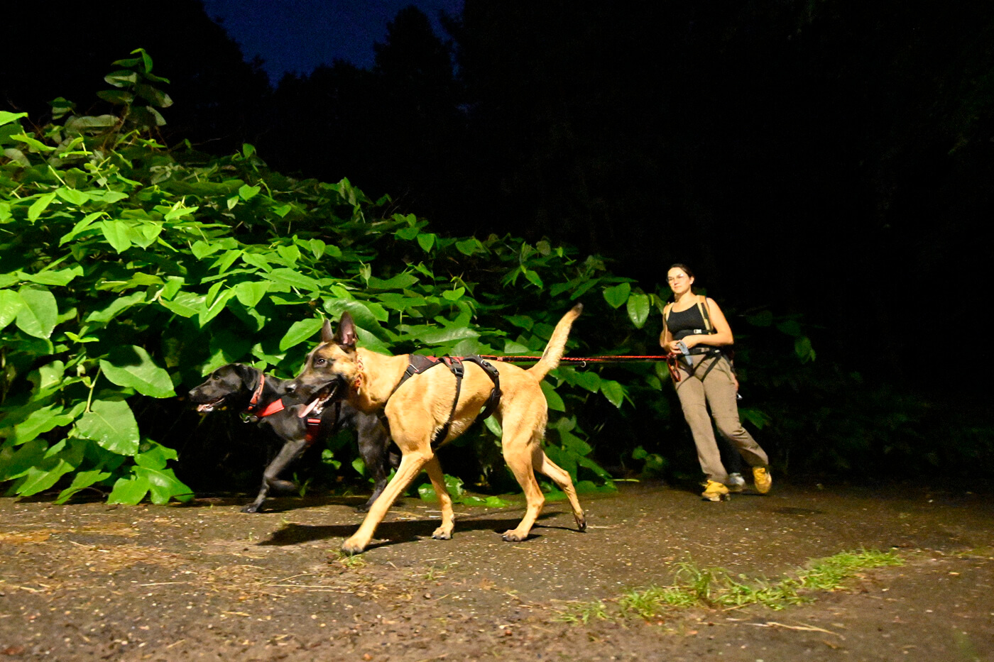 Dogtrekking park slaski 26
