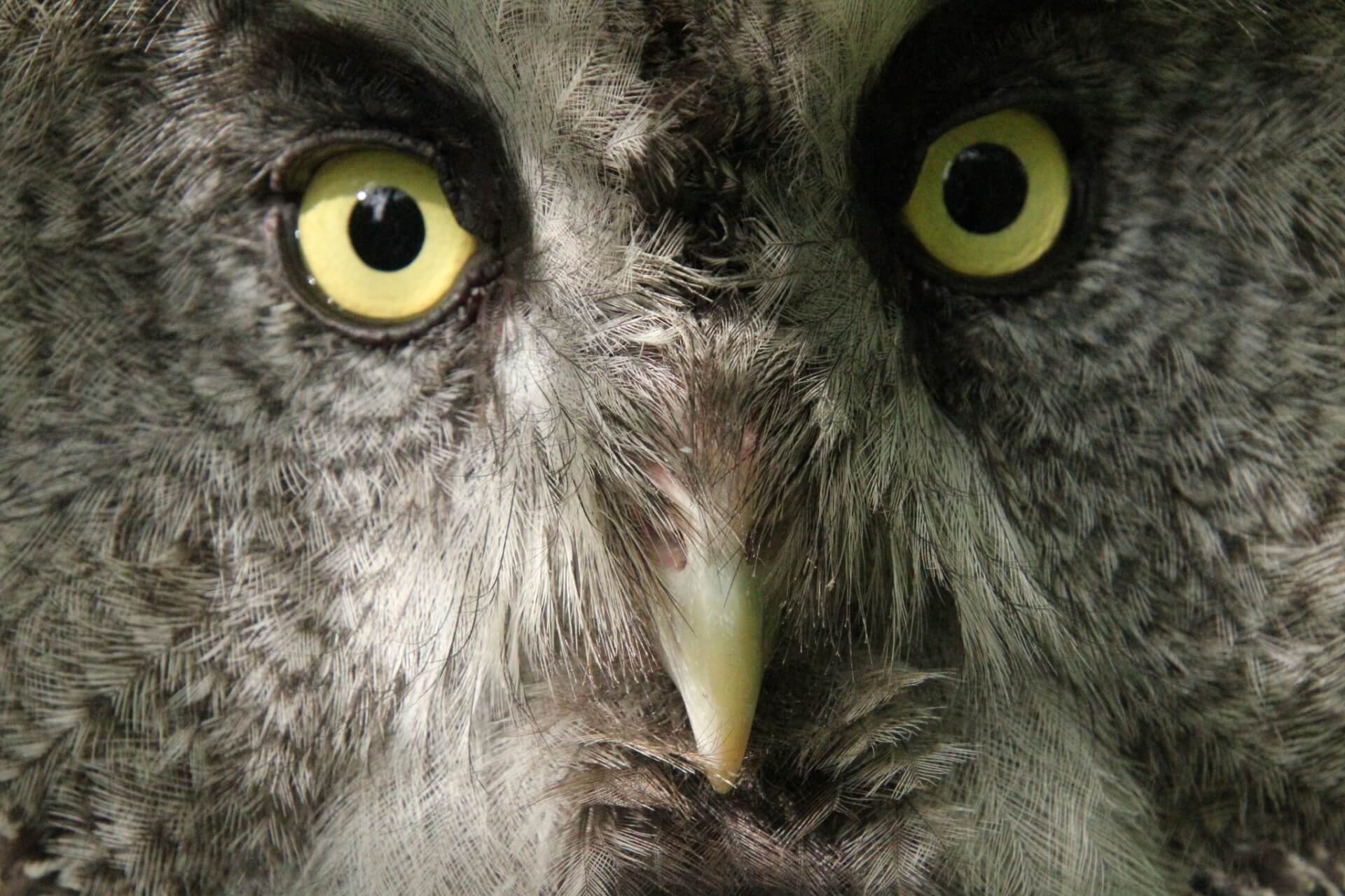 Za podziwianie zwierząt w chorzowskim zoo zapłacimy więcej. Nowy cennik obowiązuje od 1 stycznia 2026 roku